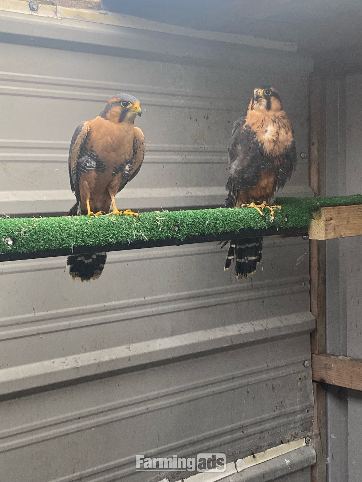  2023 bonded pair aplomado