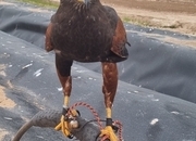 Wanted x2 male Harris hawks