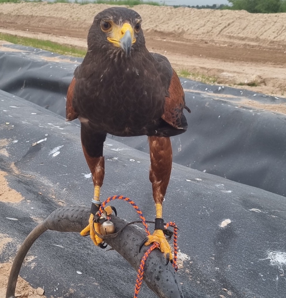 Wanted x2 male Harris hawks