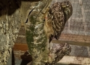 Still for sale Little owls for sale.breeding pair and males/females. 