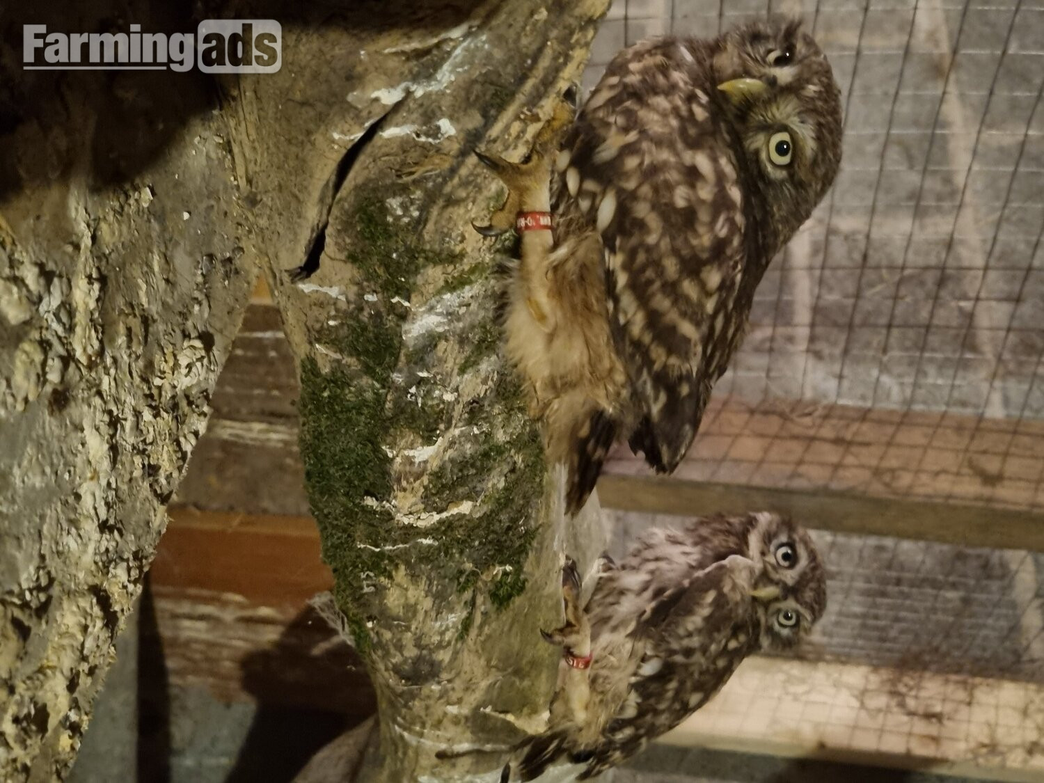 Still for sale Little owls for sale.breeding pair and males/females. 