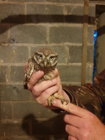 Little owls unsexed .