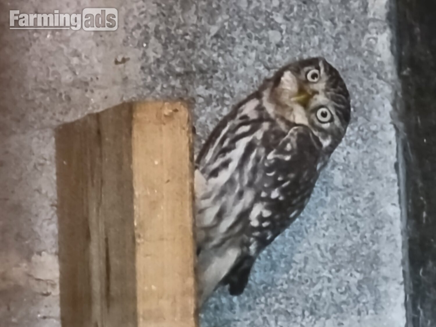 Still for sale Little owls for sale.breeding pair and males/females. 
