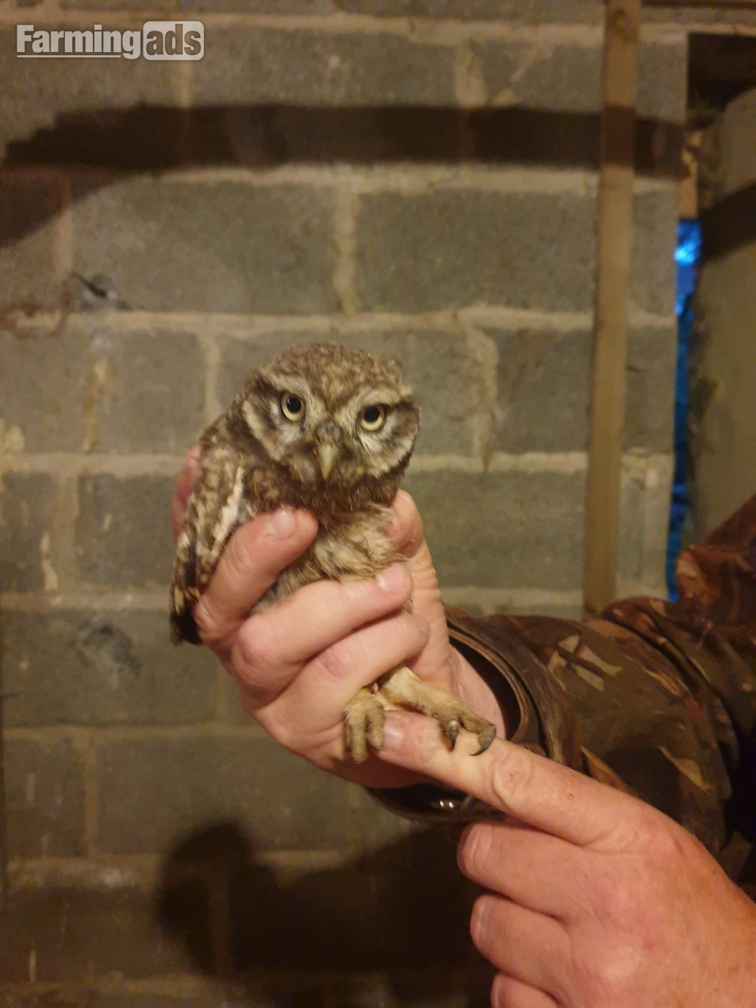  Still for sale Little owls for sale.breeding pair and males/females. 
