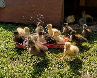 Indian Runner Duck Chicks