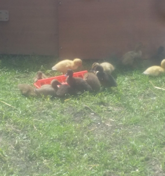 Indian Runner Duck Chicks