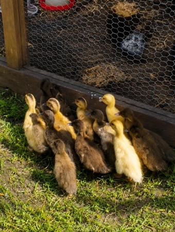 Indian Runner Duck Chicks