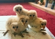 Hybrid Barn owls