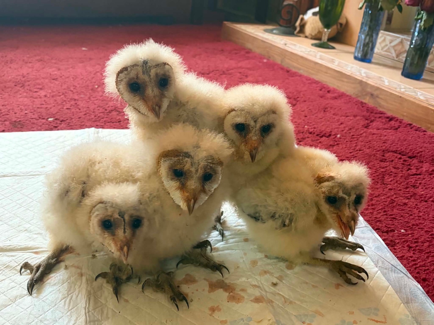 Hybrid Barn owls