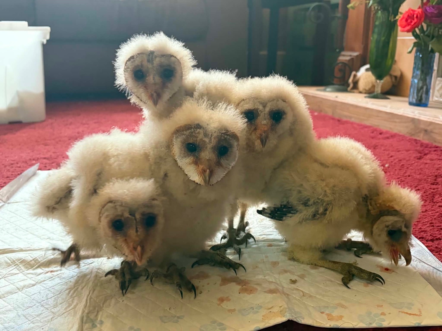 Hybrid Barn owls