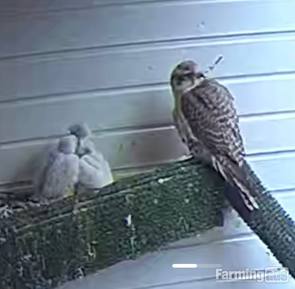 Taking Orders Parent Reared Sakers ready in 5 weeks