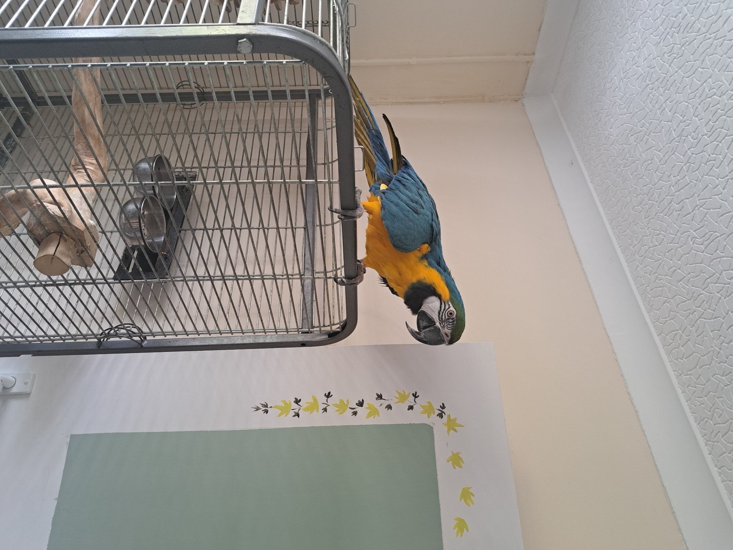 Mccaw male blue and gold 