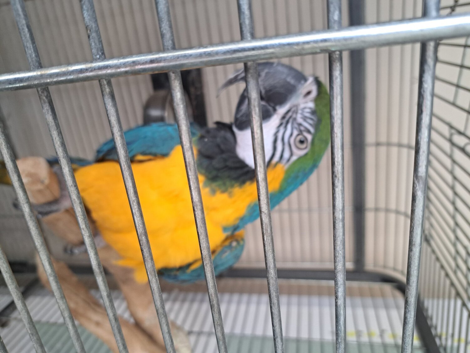 Mccaw male blue and gold 