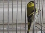 Siskins for sale 