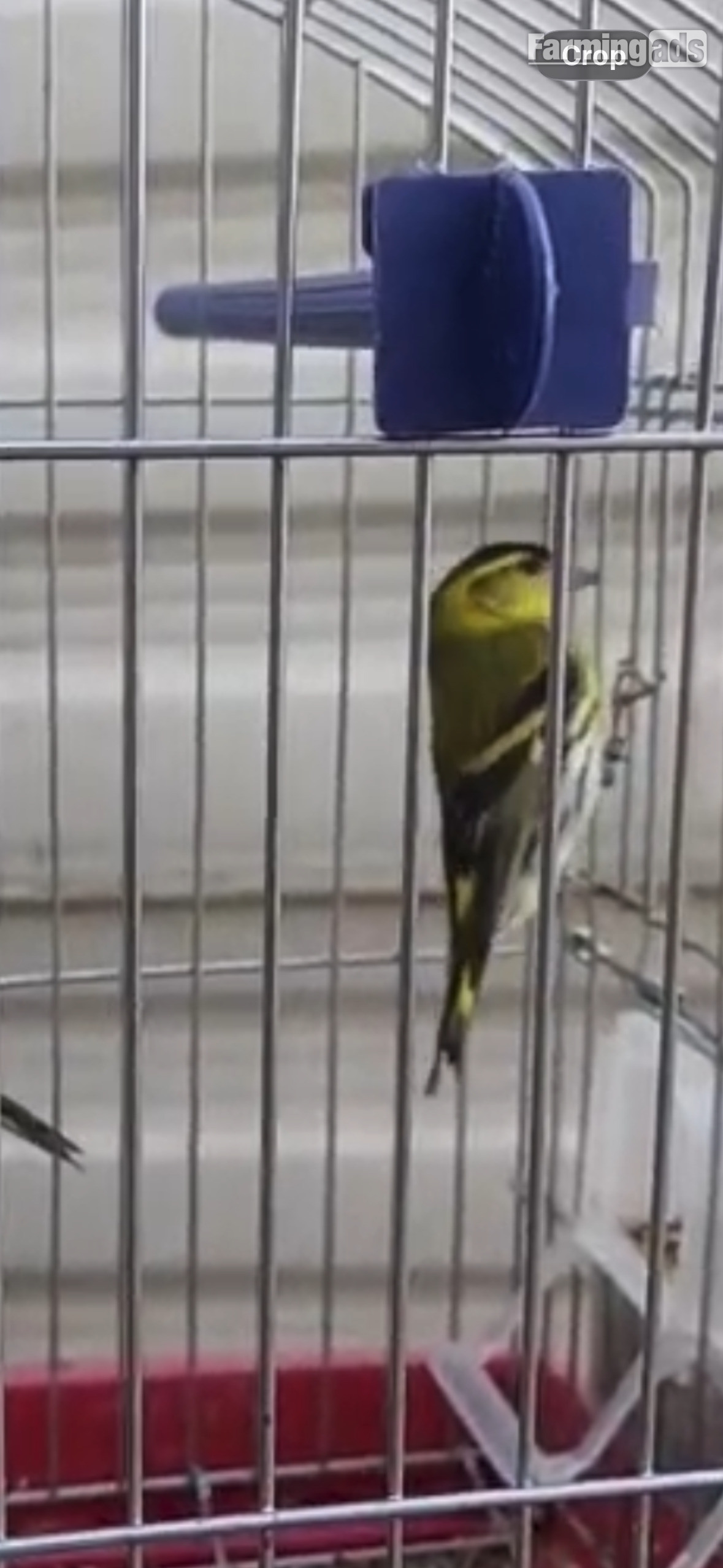 Siskins for sale 