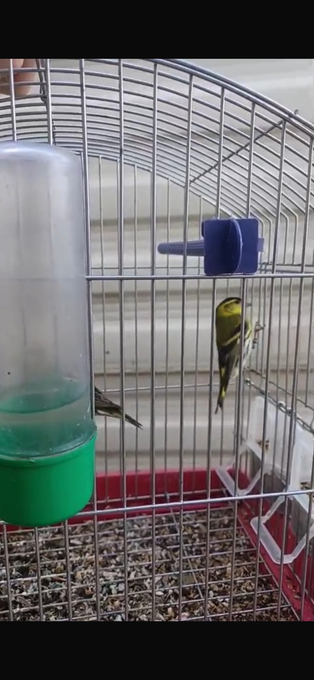 Siskins for sale 