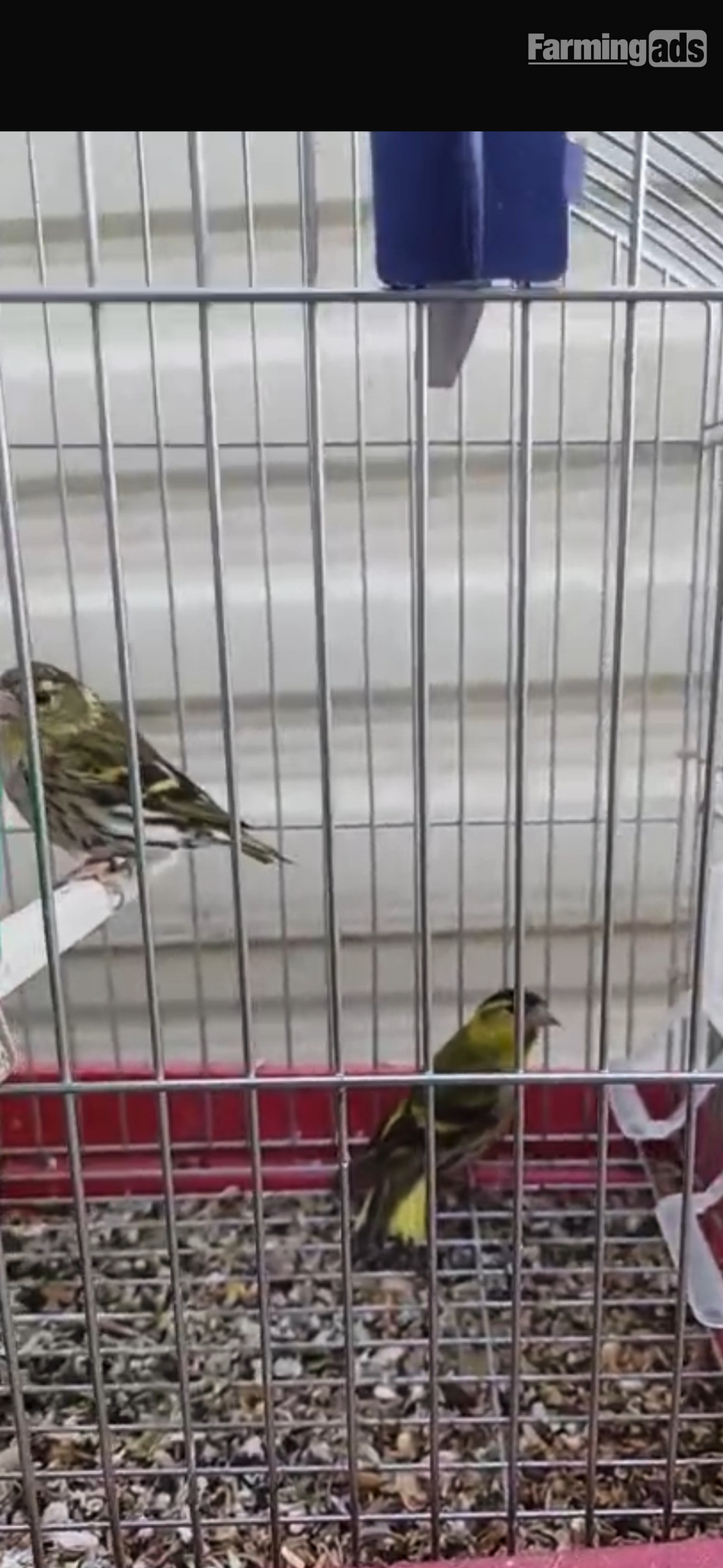 Siskins for sale 