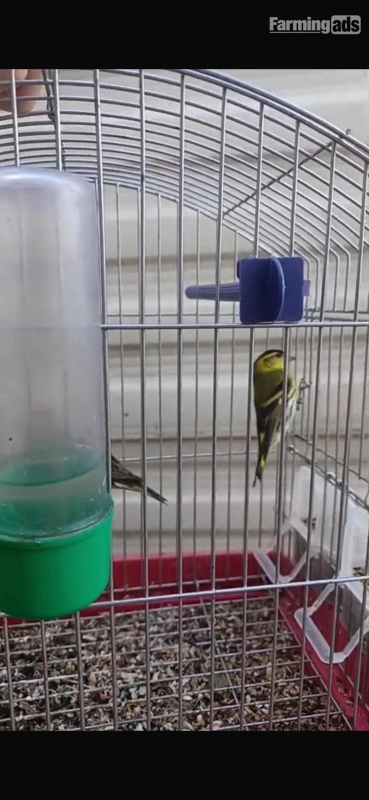  Siskins for sale 