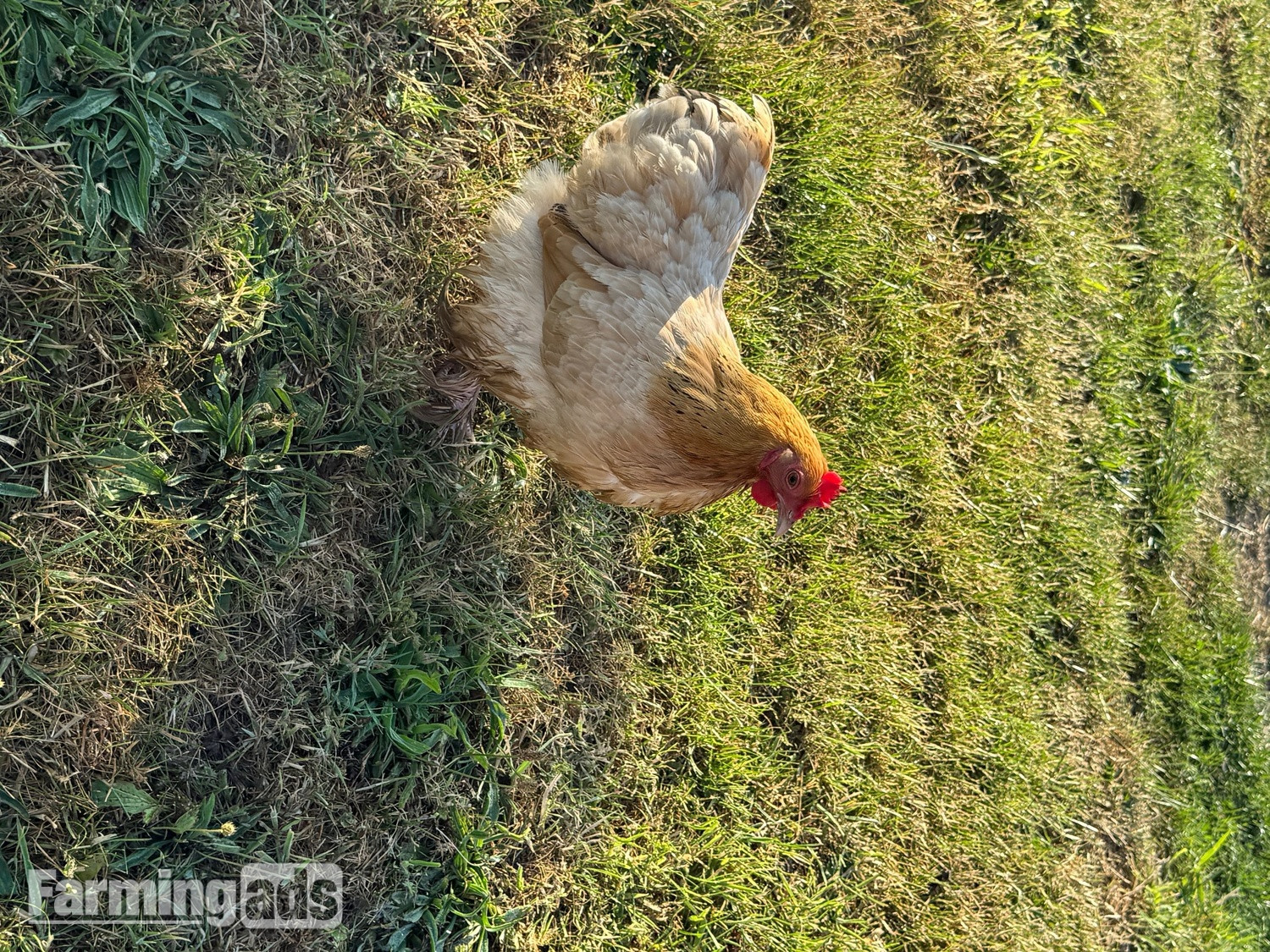 3 hens and rooster for sale 