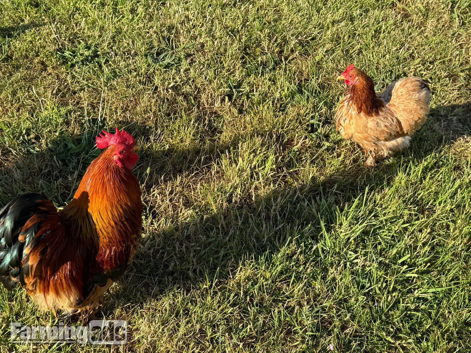 3 hens and rooster for sale 