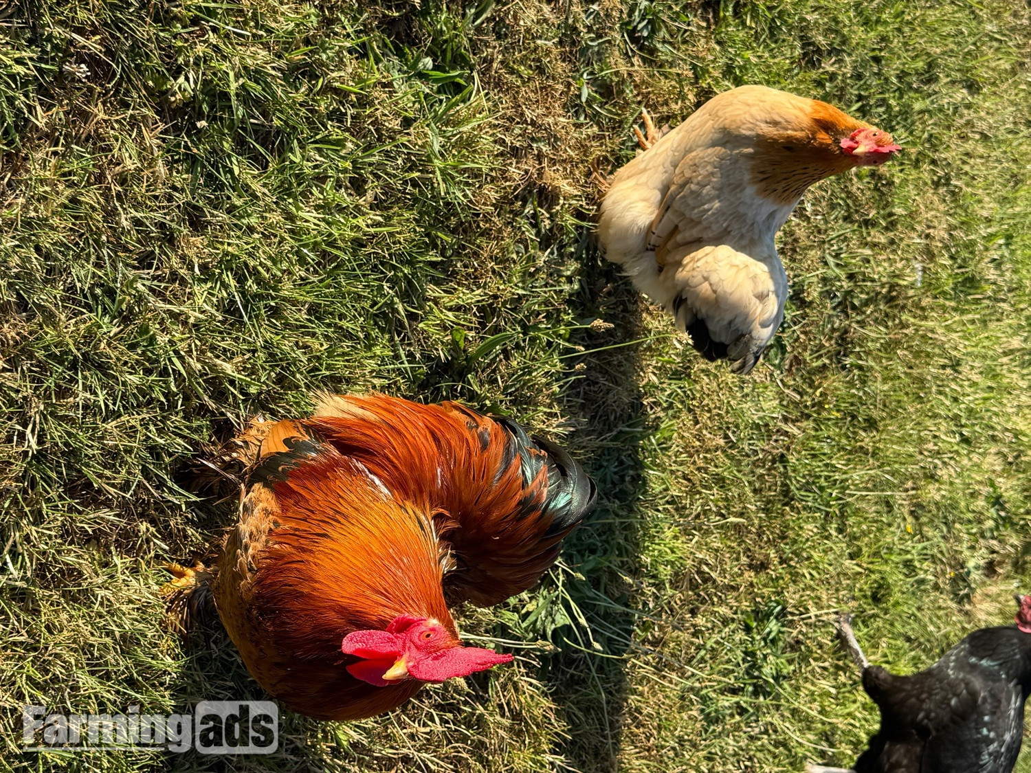  3 hens and rooster for sale 