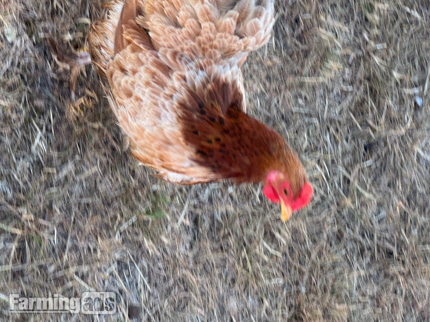 3 hens and rooster for sale  - {CATEGORY}