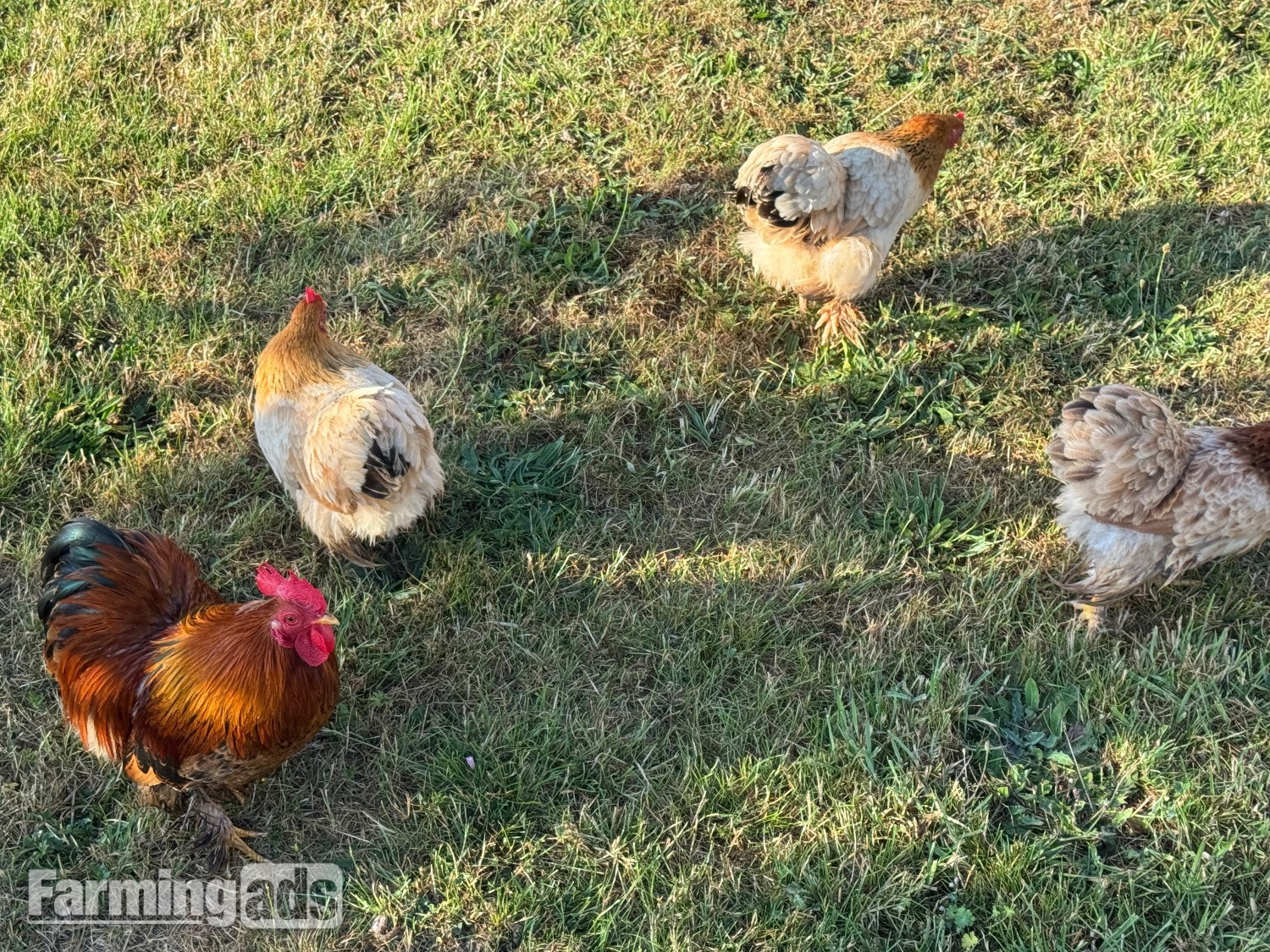 3 hens and rooster for sale  - {CATEGORY}