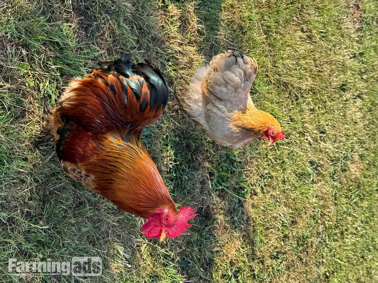 3 hens and rooster for sale  