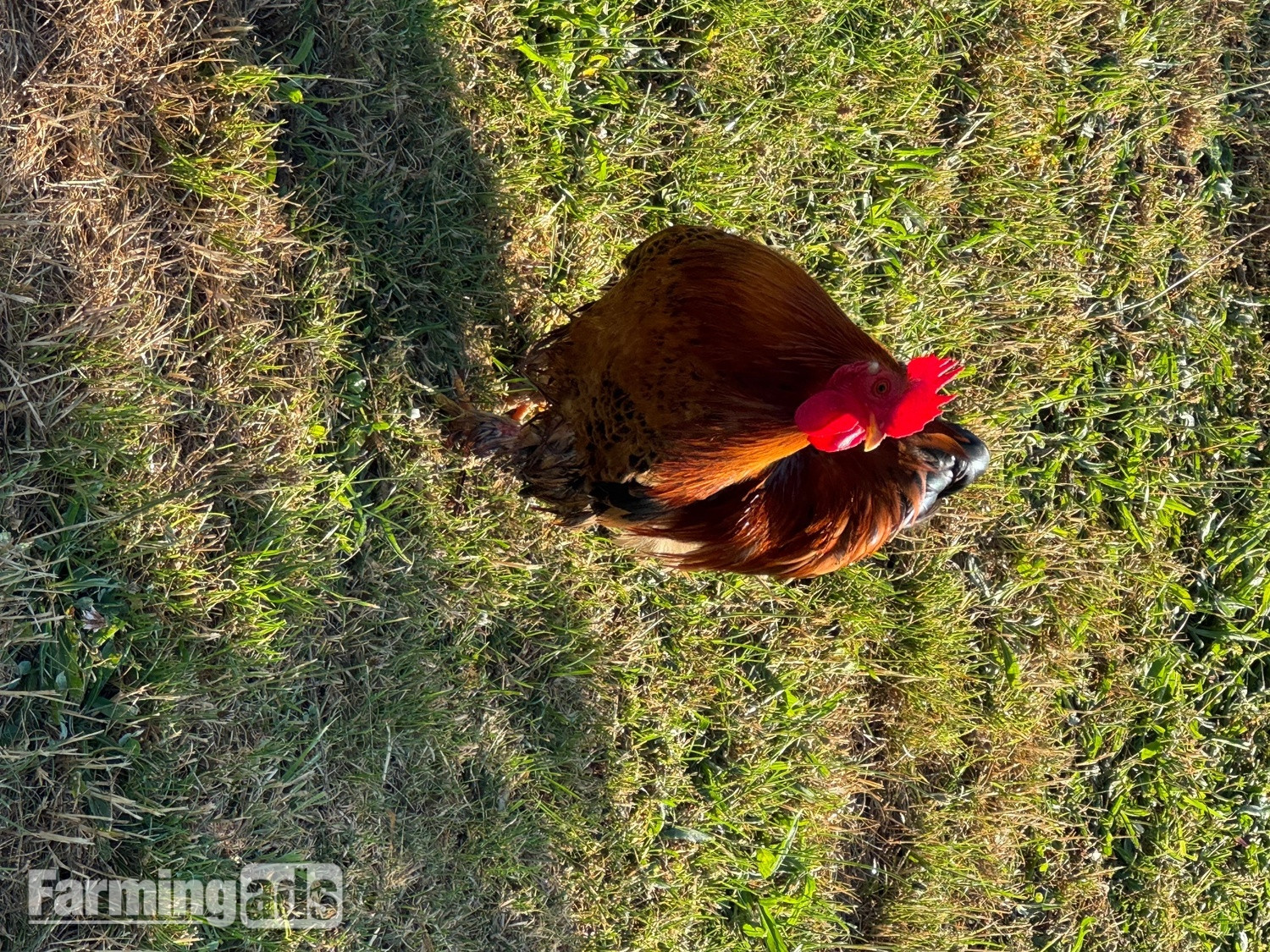 {CATEGORY} - 3 hens and rooster for sale 