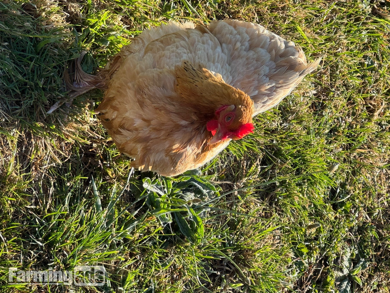 {CATEGORY} - 3 hens and rooster for sale 
