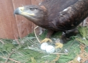 Breeding pair of steppe eagles 