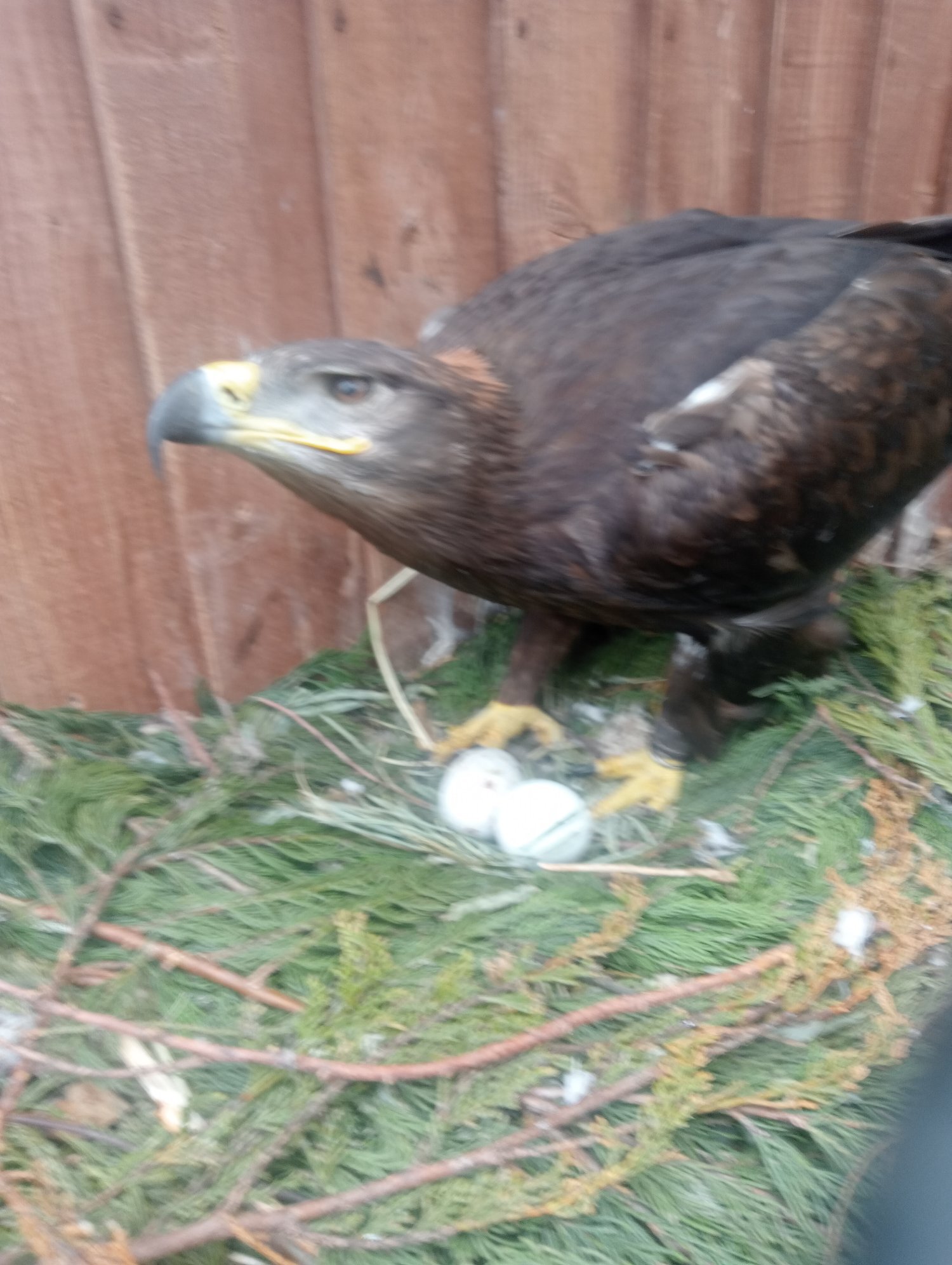 Breeding pair of steppe eagles 