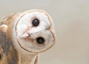 Male Common Barn owl wanted