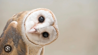 Male Common Barn owl wanted