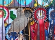 CHAMPION FIFE CANARIES GOING TO STAFFORD SALE