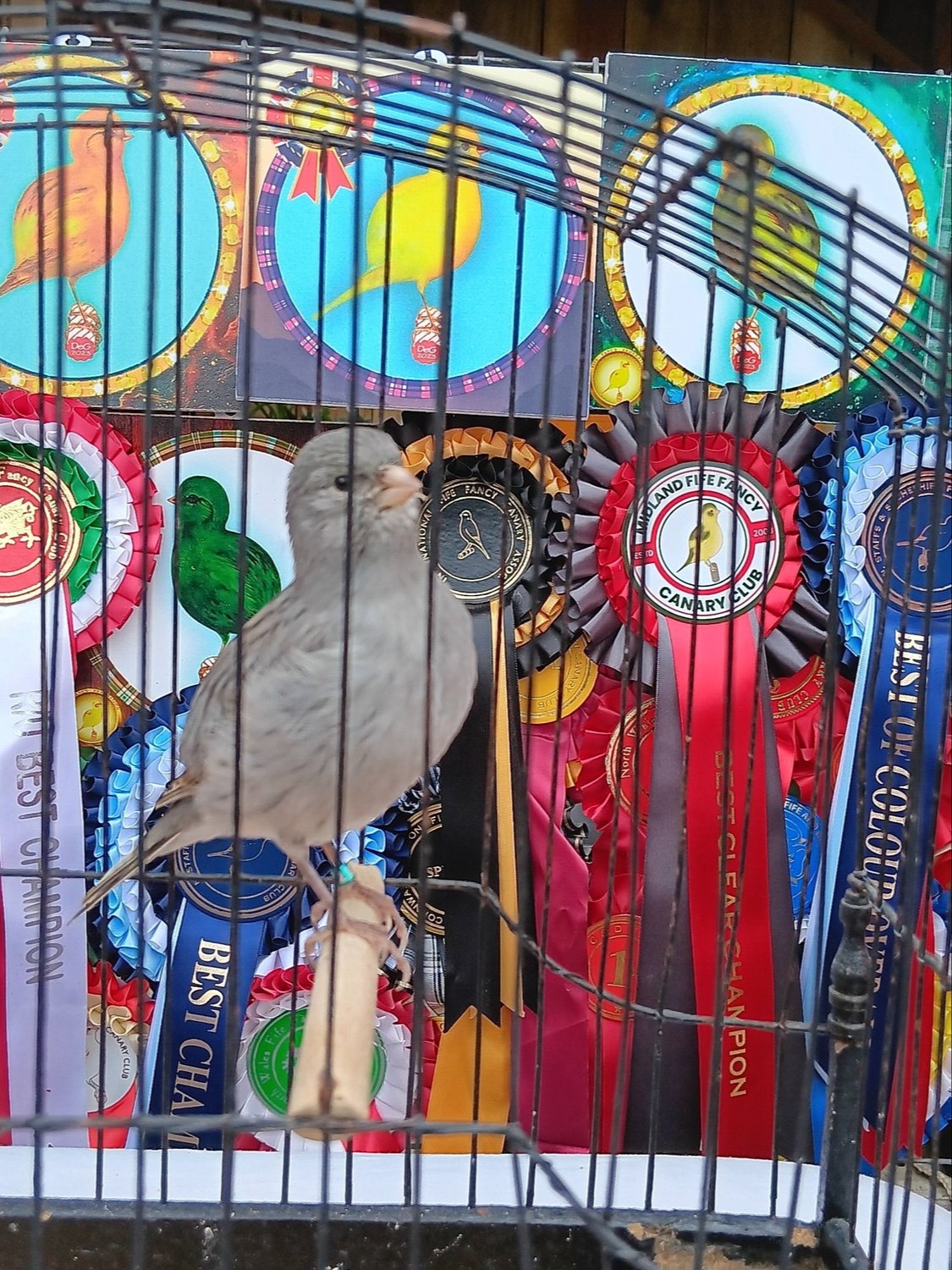 CHAMPION FIFE CANARIES GOING TO STAFFORD SALE
