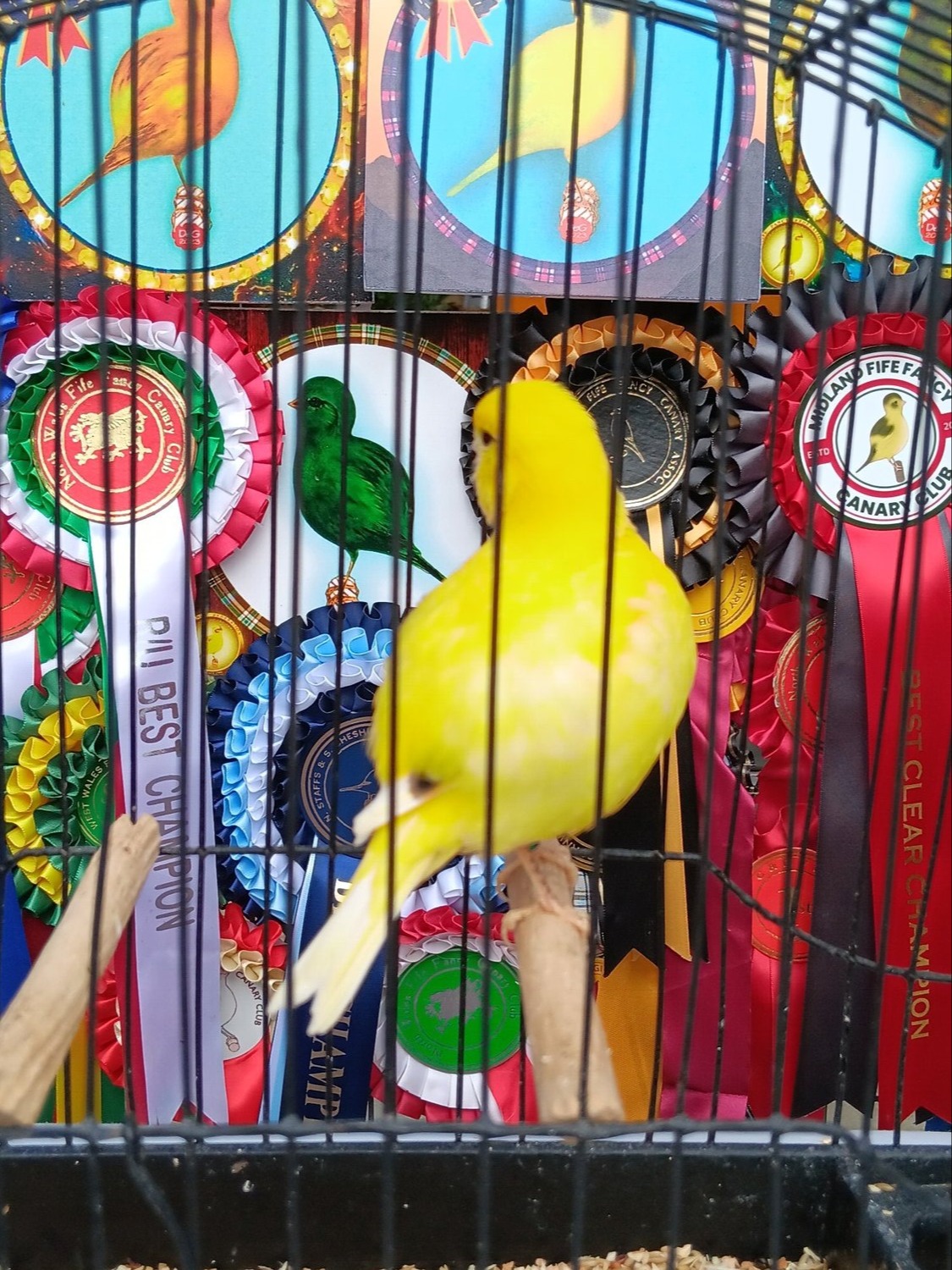 CHAMPION FIFE CANARIES GOING TO STAFFORD SALE