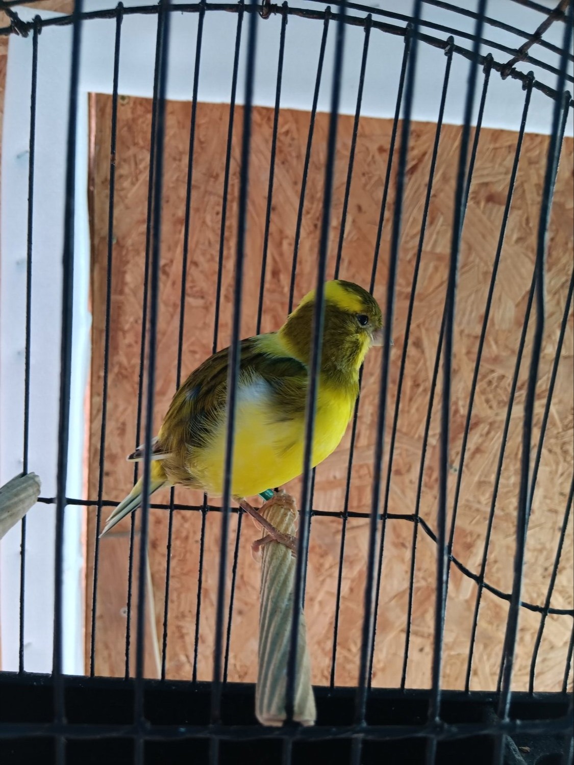  CHAMPION FIFE CANARIES GOING TO STAFFORD SALE