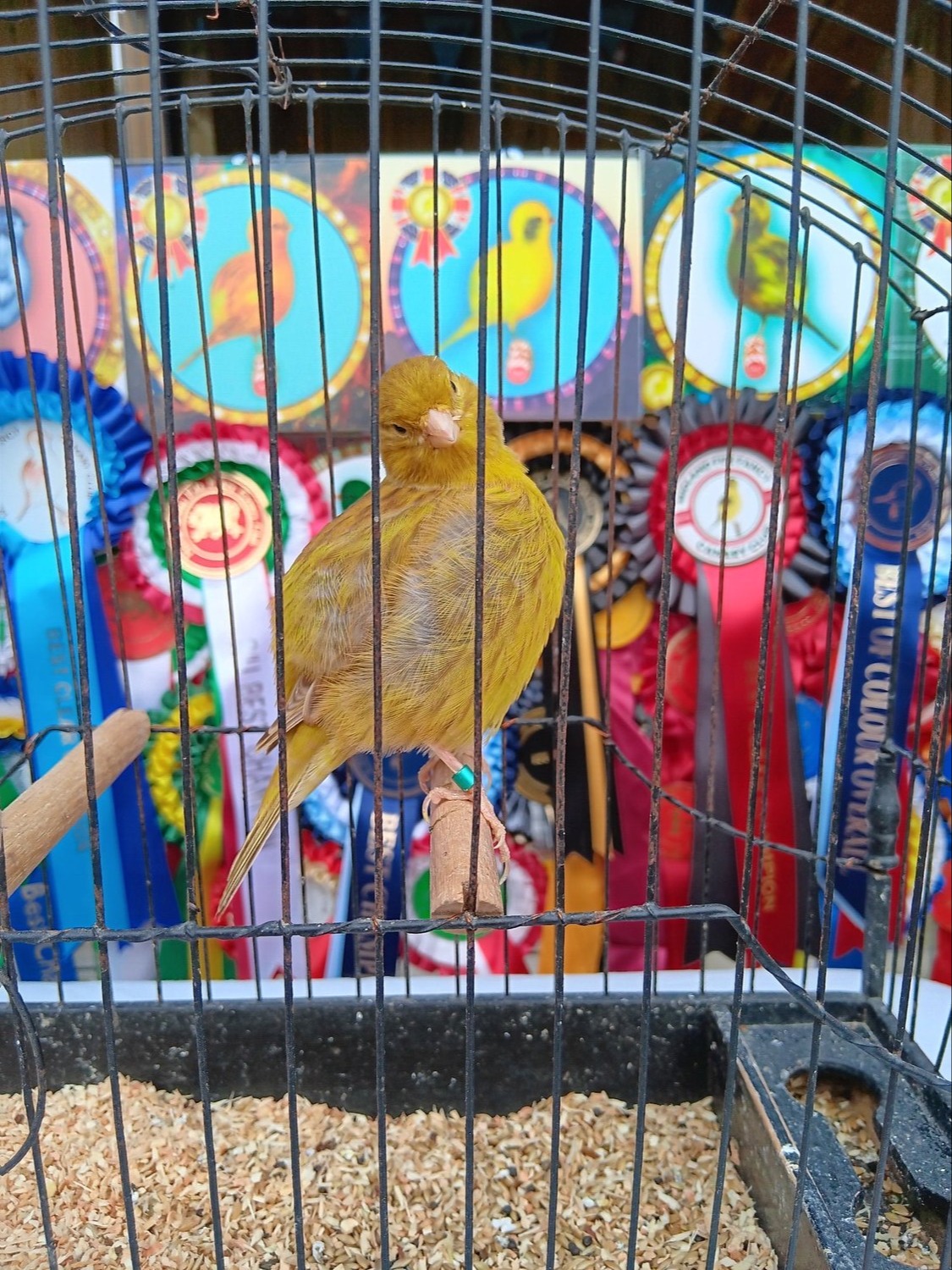 CHAMPION FIFE CANARIES GOING TO STAFFORD SALE - {CATEGORY}