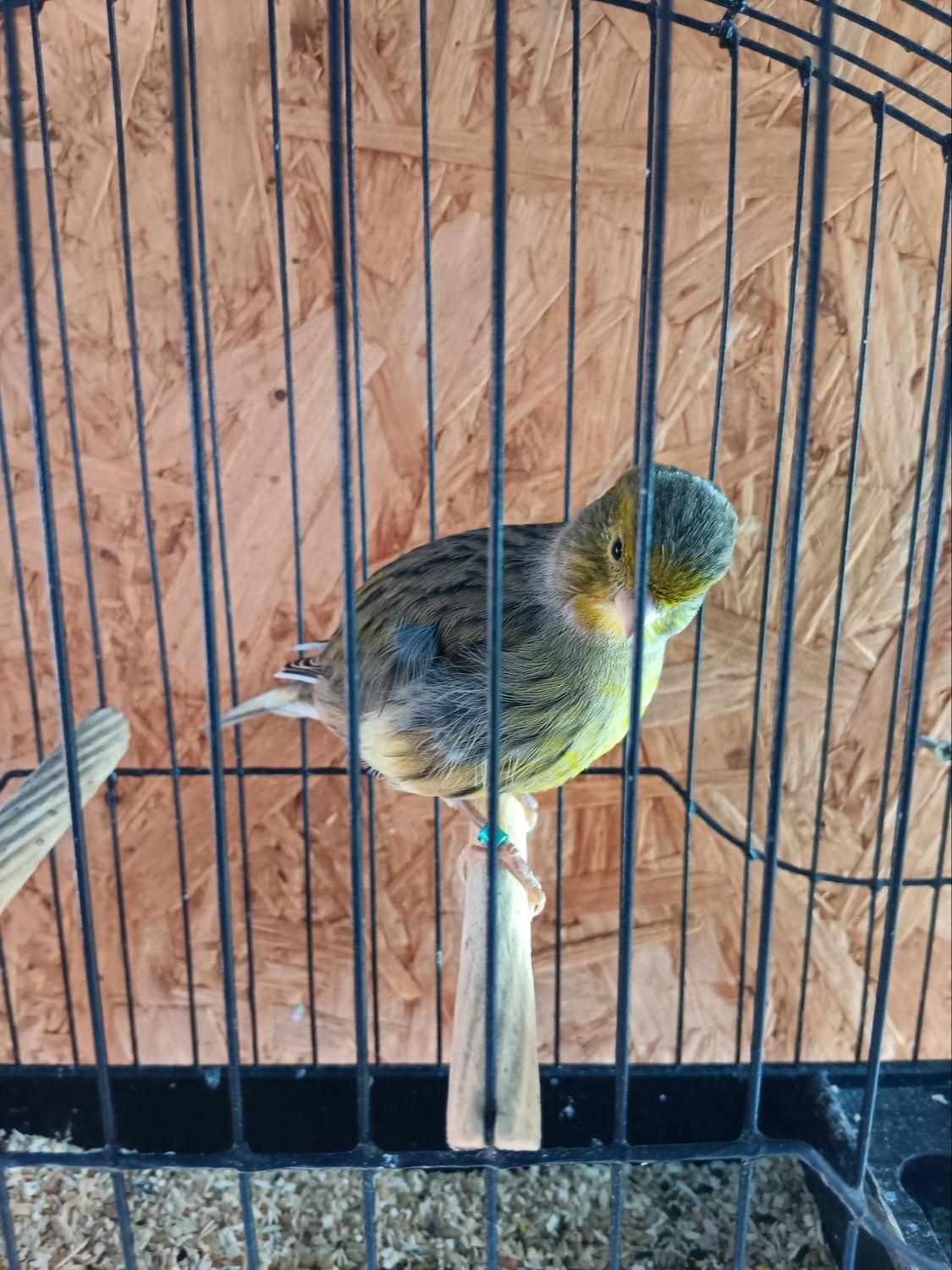 CHAMPION FIFE CANARIES GOING TO STAFFORD SALE - {CATEGORY}