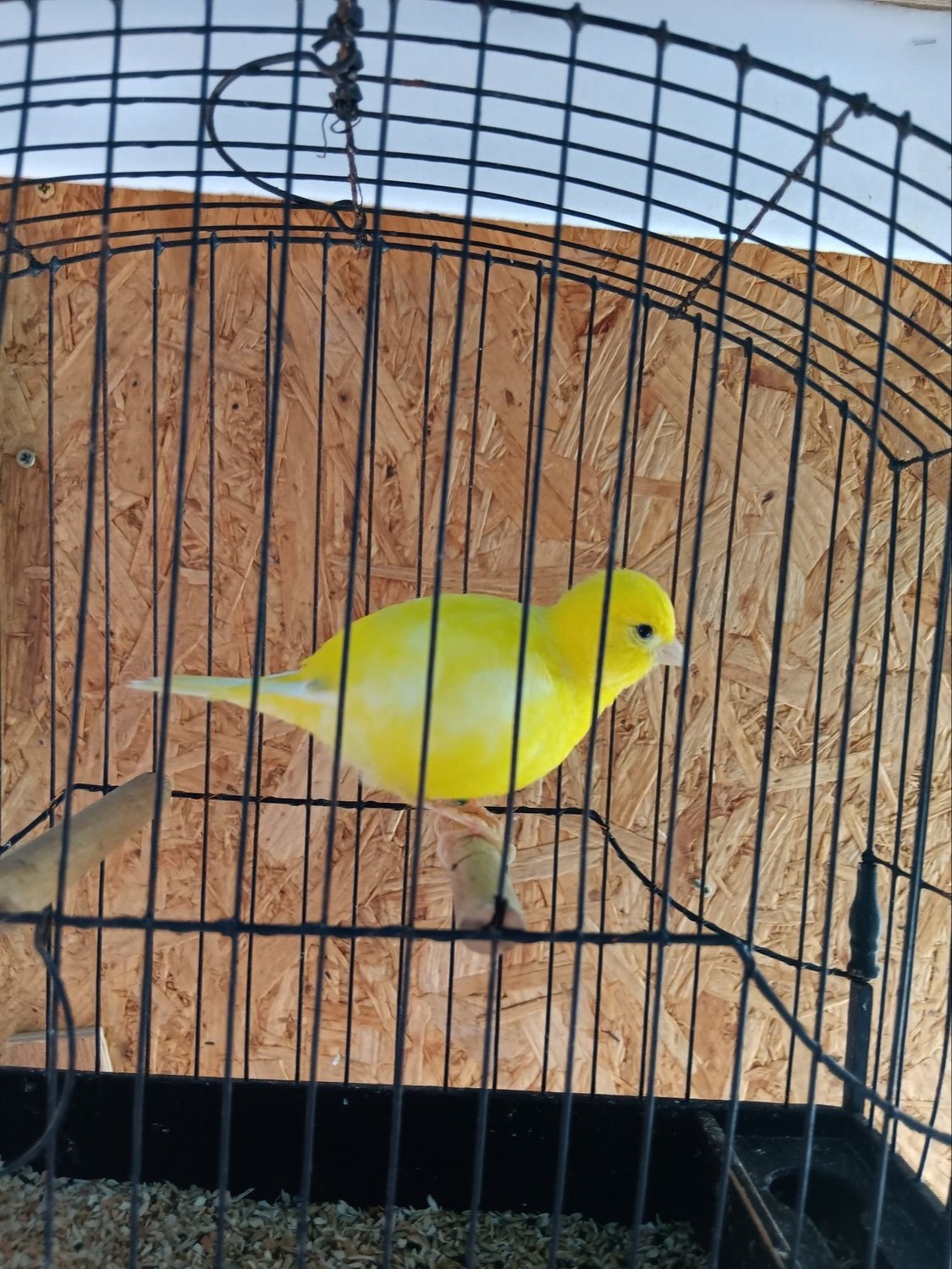 CHAMPION FIFE CANARIES GOING TO STAFFORD SALE 