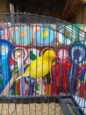 CHAMPION FIFE CANARIES GOING TO STAFFORD SALE