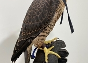 2026 Peregrine Tiercels