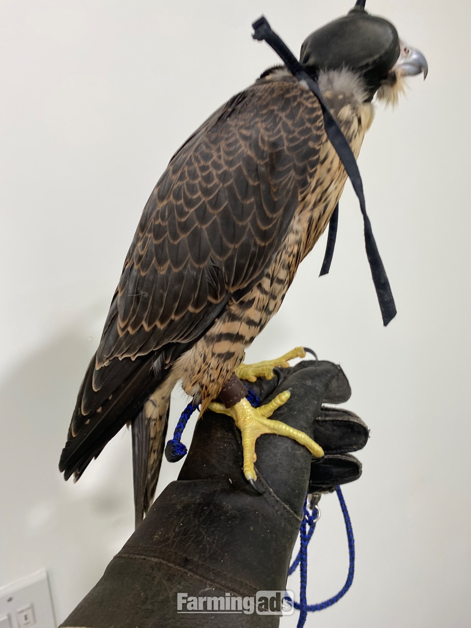 2026 Peregrine Tiercels