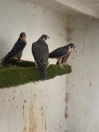 2026 Peregrine Tiercels