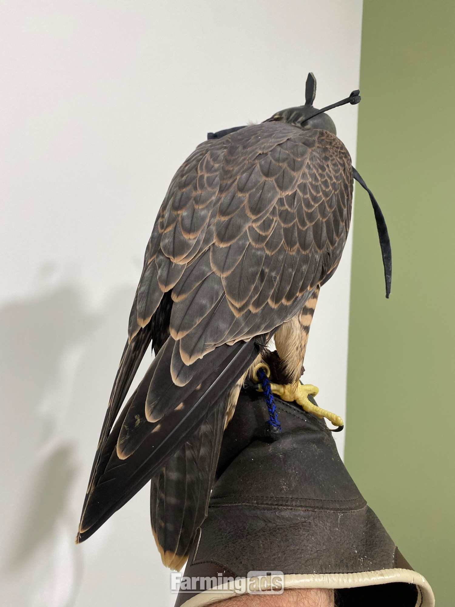 2026 Peregrine Tiercels