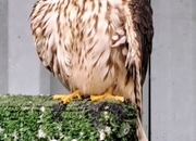 For sale female Merlin 4 year old imprint 