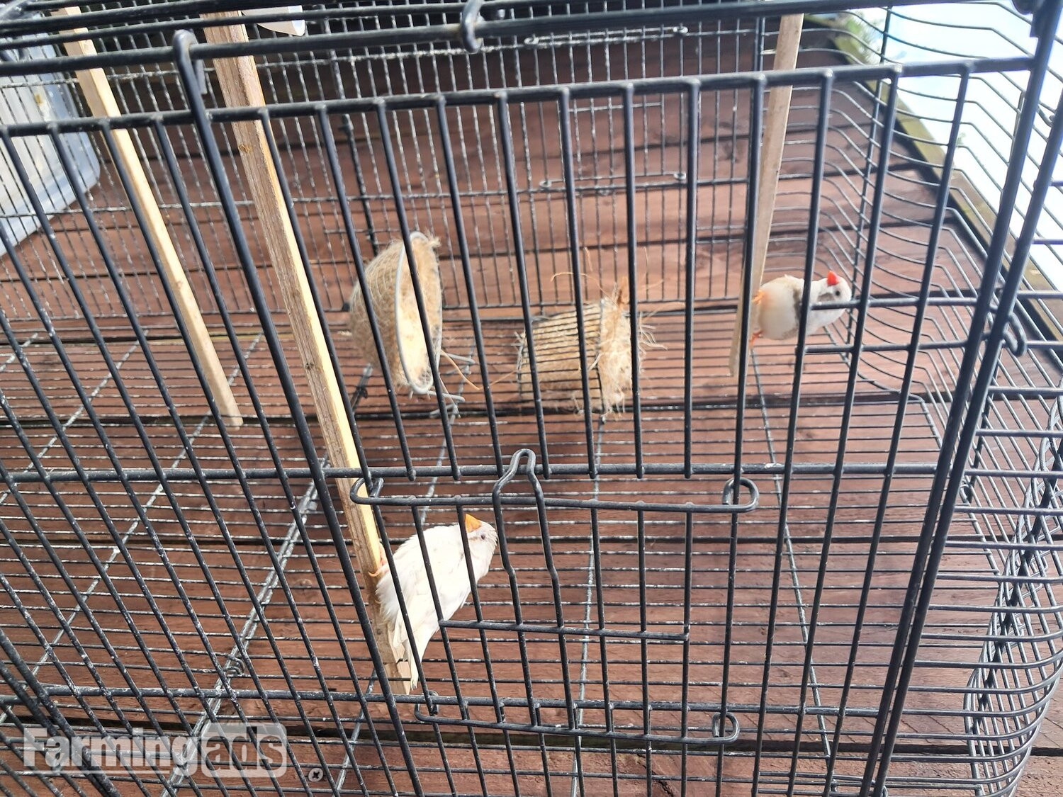 Nice pair zebra finches in large cage Sunderland 