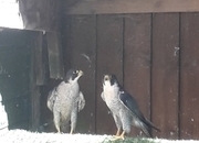 Male peregrine falcons for sale 2022 birds in perfect condition p/R 