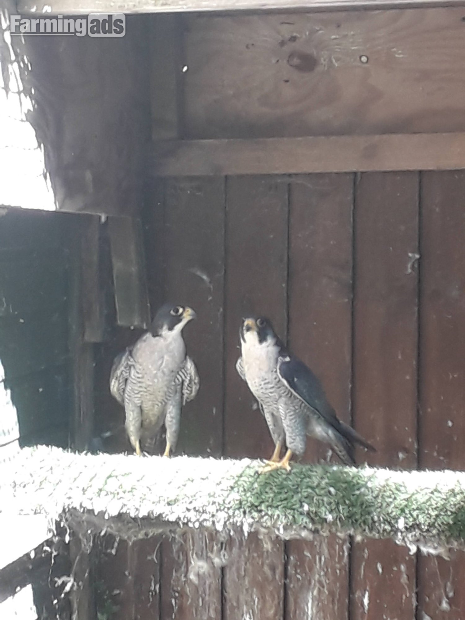 Male peregrine falcons for sale 2022 birds in perfect condition p/R 